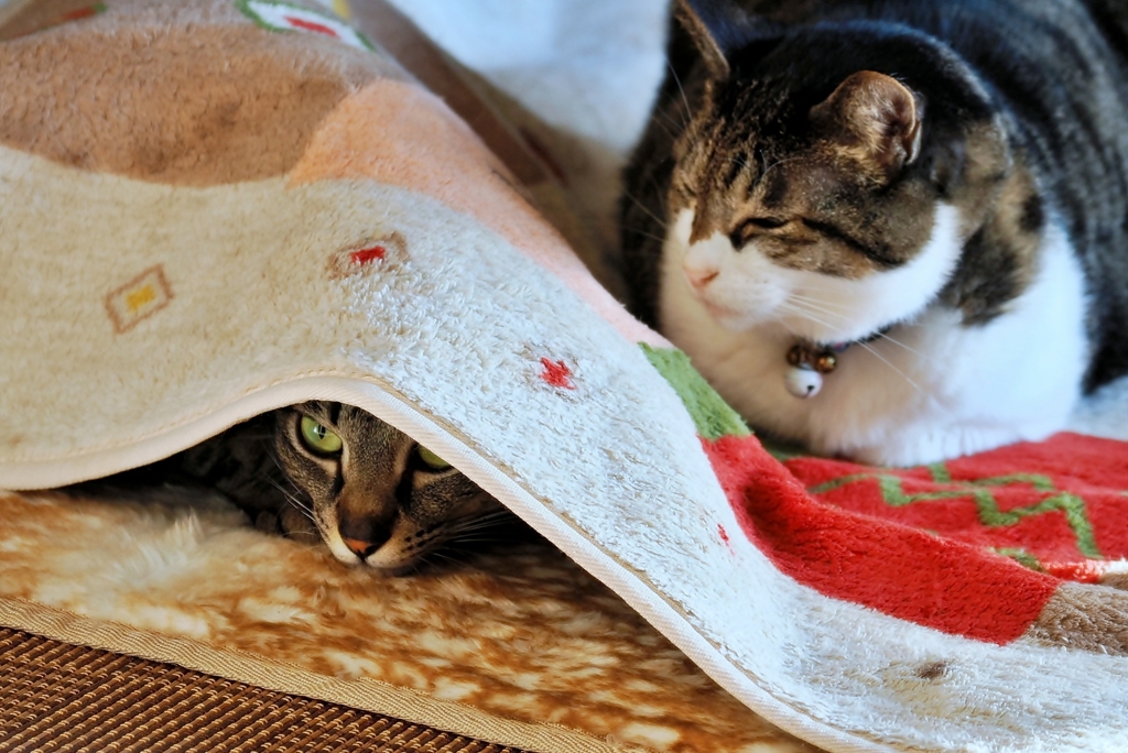 ホカペ族 (shima & sora)