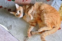 「三」にゃんこ (chata)  　3/3