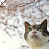 さくらと猫　(sora)