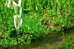 水芭蕉