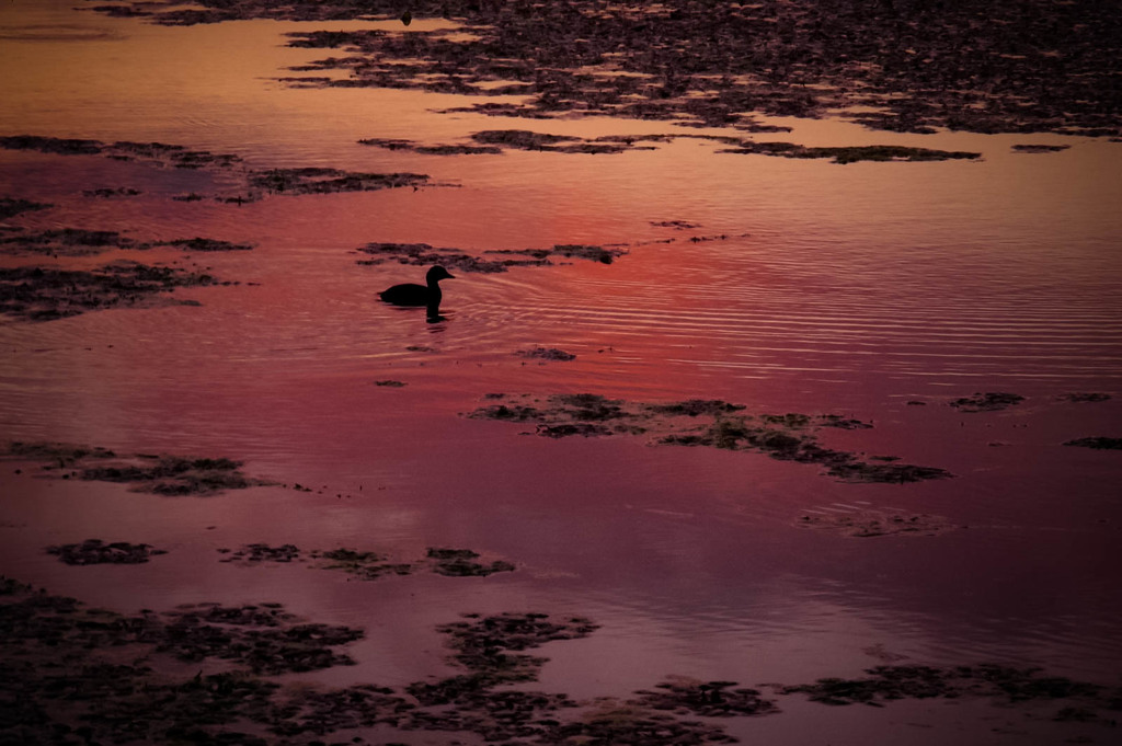 夕暮れの池で（カイツブリ）