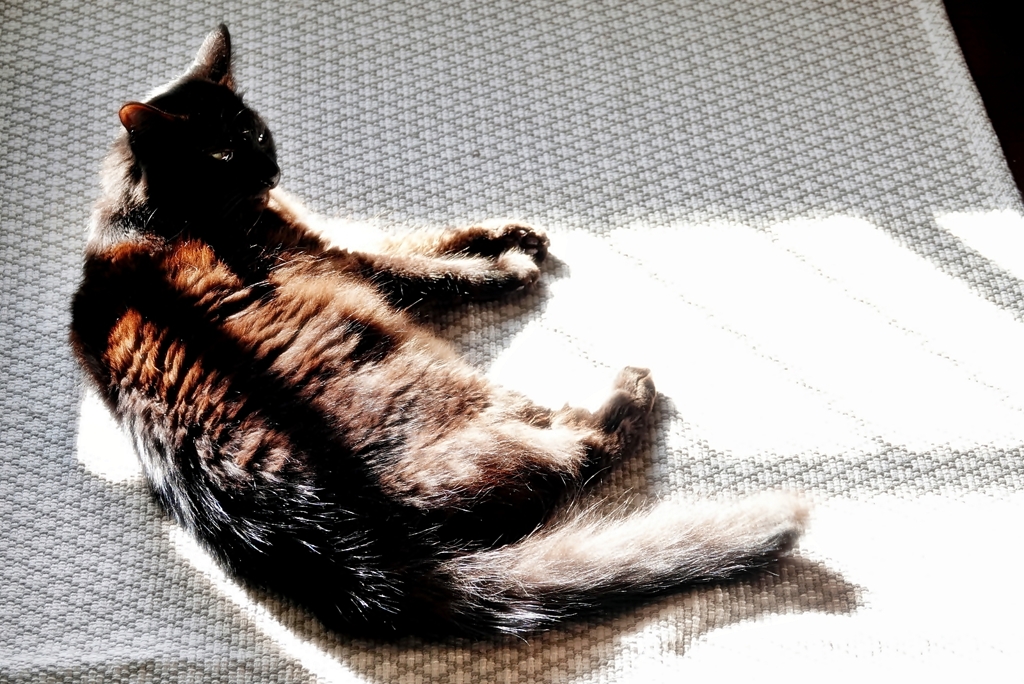 お日様とねこ様 (reo)