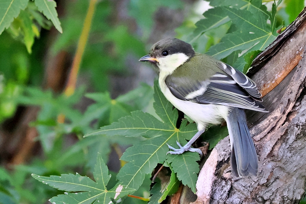 シジュウカラ (若鳥）