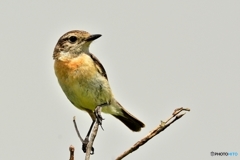 ノビタキ♀