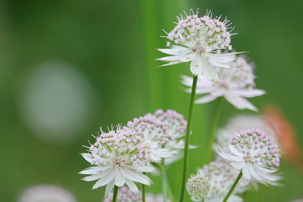 庭の花2019（アストランティア　フローレンス）*