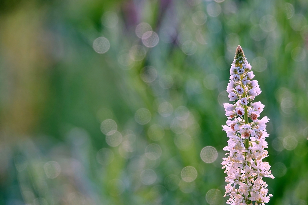 庭の花2019