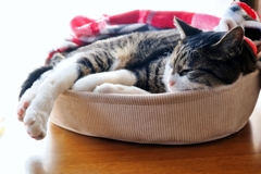 リラックス (sora)  リラックス (sora)