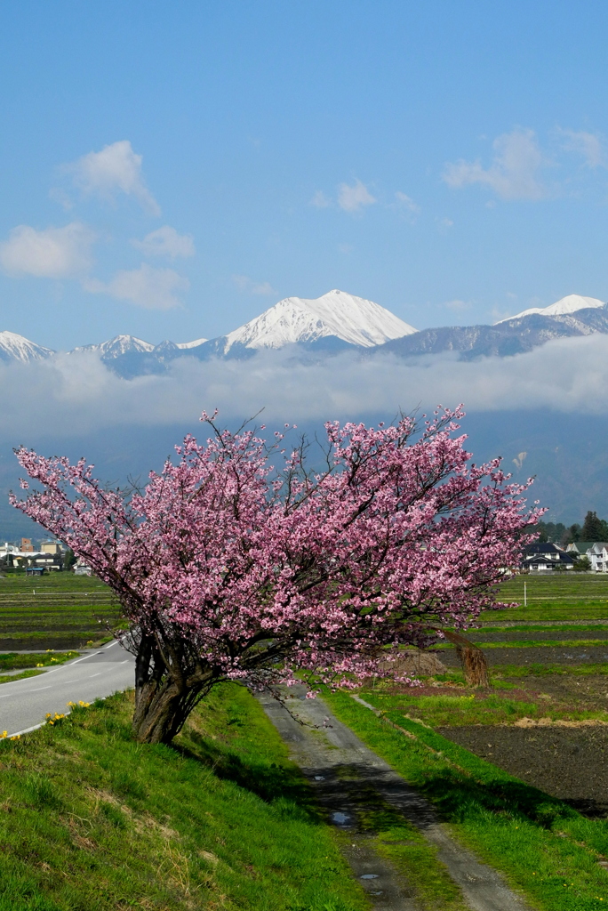 みちくさ(sakura)