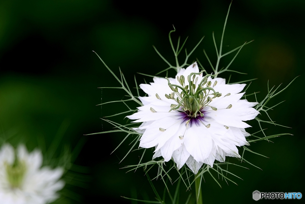庭の花（ニゲラ）