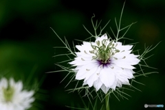 庭の花（ニゲラ）