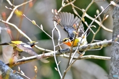 ♂ × ♂ (キビタキ)