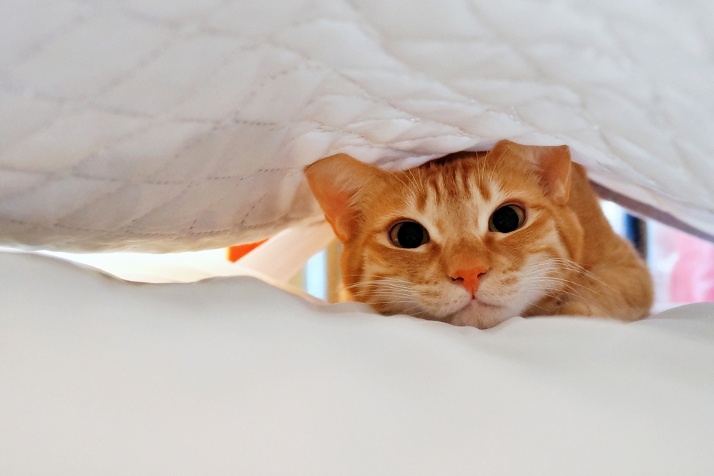 むぎゅぎゅ (chata) 