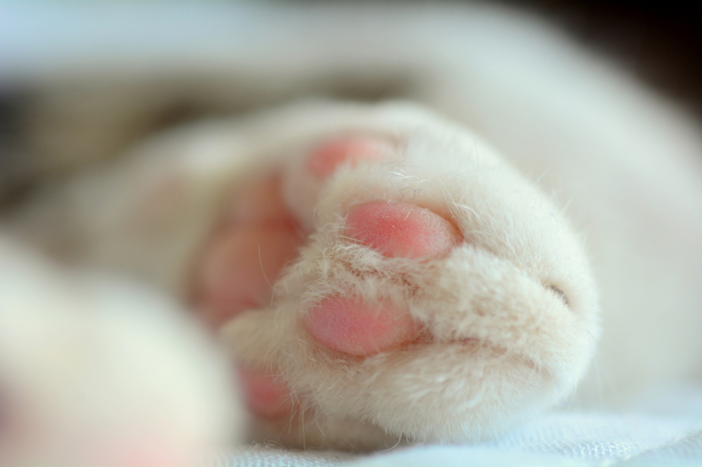 Hand (goma)