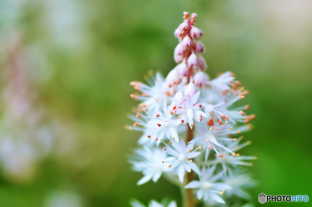 庭の花