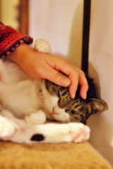 ワシャワシャしてください