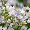 庭の花2020 (アリウム・ロゼウム)