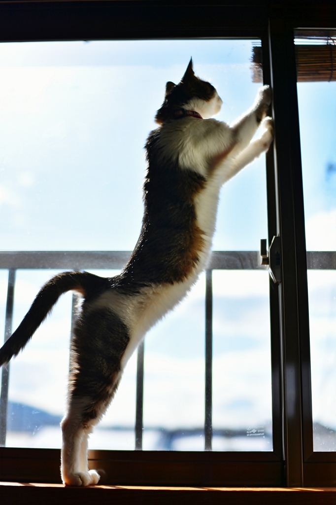 猫の日に　（その1）