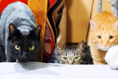 狙ってぇ～ (rai w/ shima & fuu) 