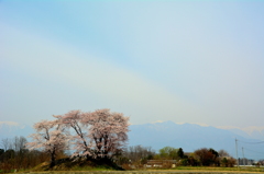 安曇野さくら巡り