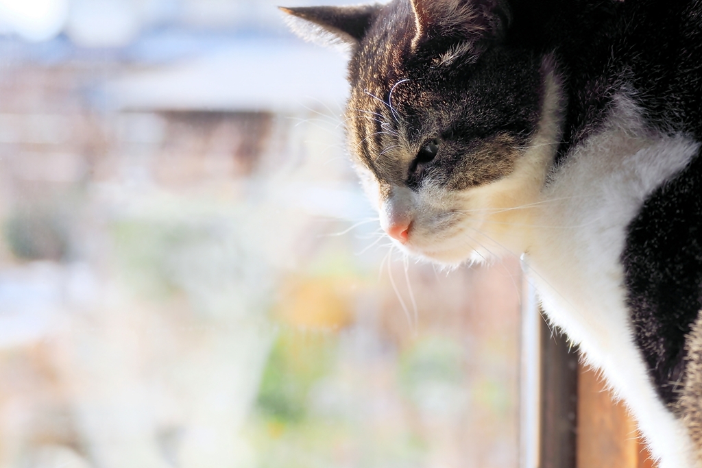 サニーサイド (sora) 