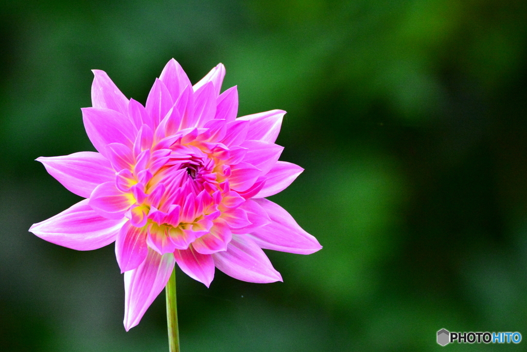 庭の花 （ダリア）