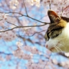 今年の桜と　 (sora)