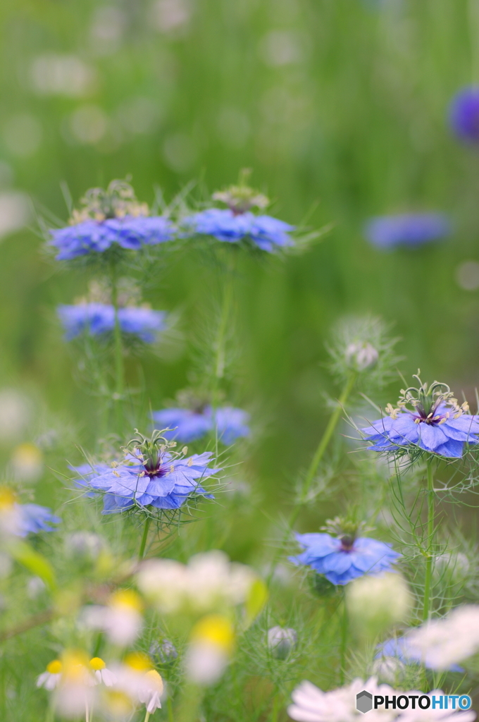 庭の花