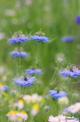 庭の花