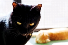 瞳の中に (rai w/ fuu)