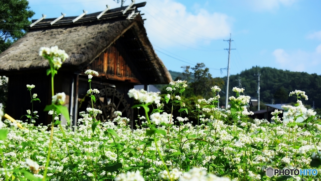 蕎麦の花と