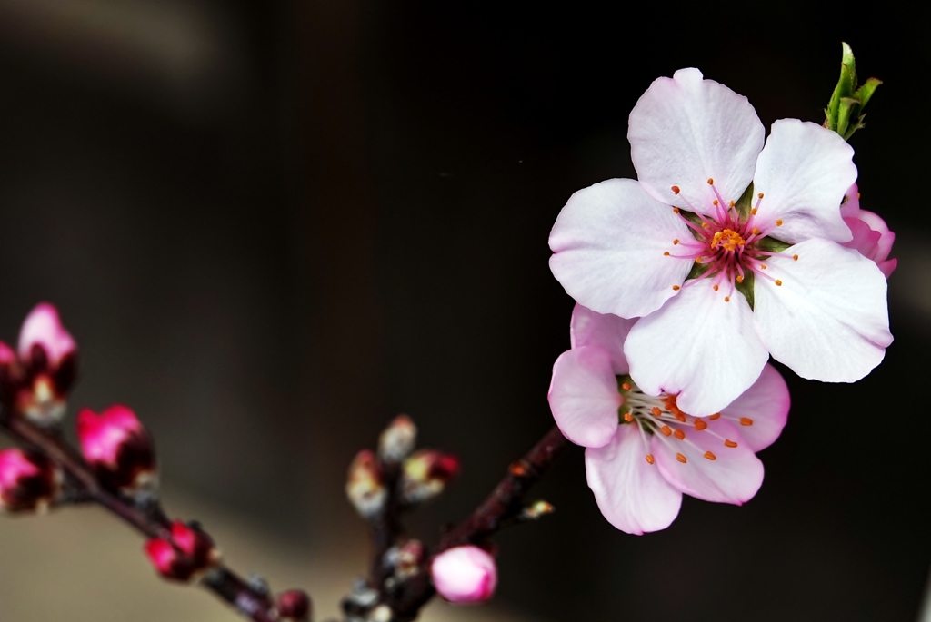 庭の花2019（アーモンド）