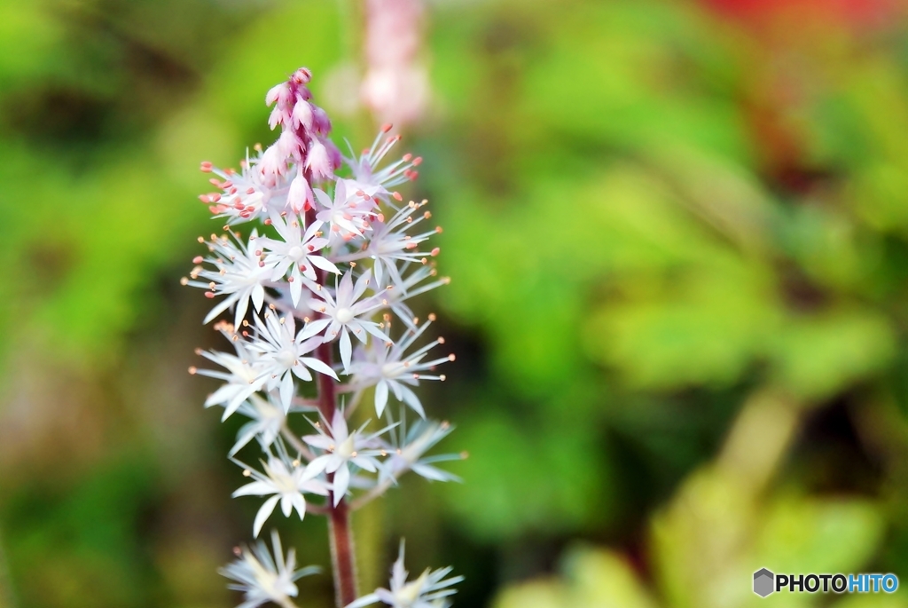 庭の花（ティアレア）