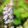 庭の花（ティアレア）