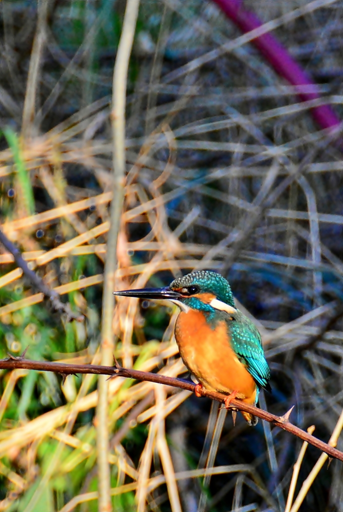 午後の陽ざし 4