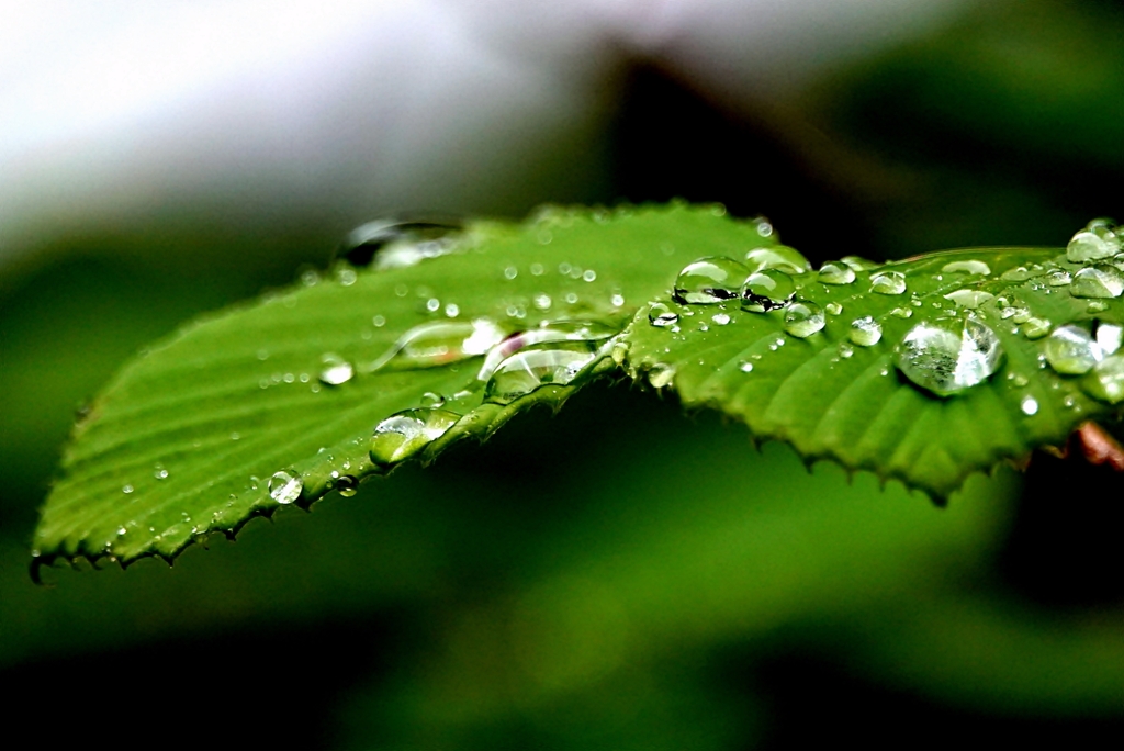 雨の日に、