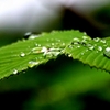 雨の日に、