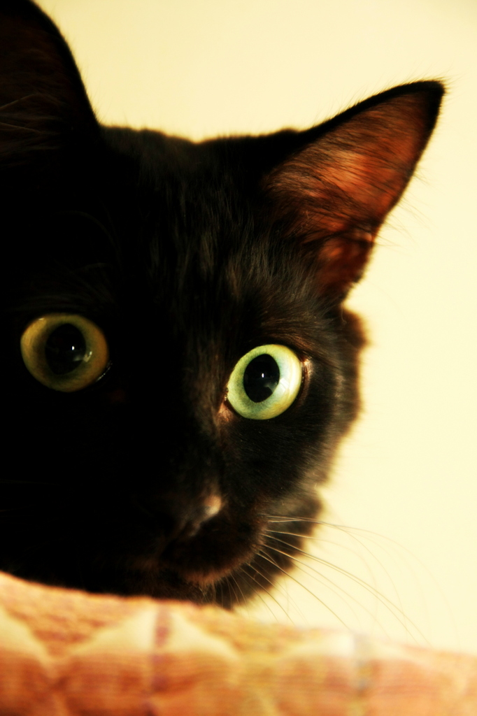 big eye's