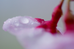雨に濡れて