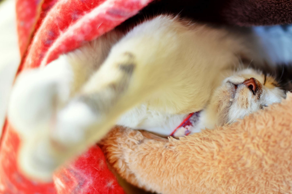 猫の日に　（その2）