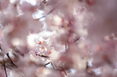 sakura (幻夢)