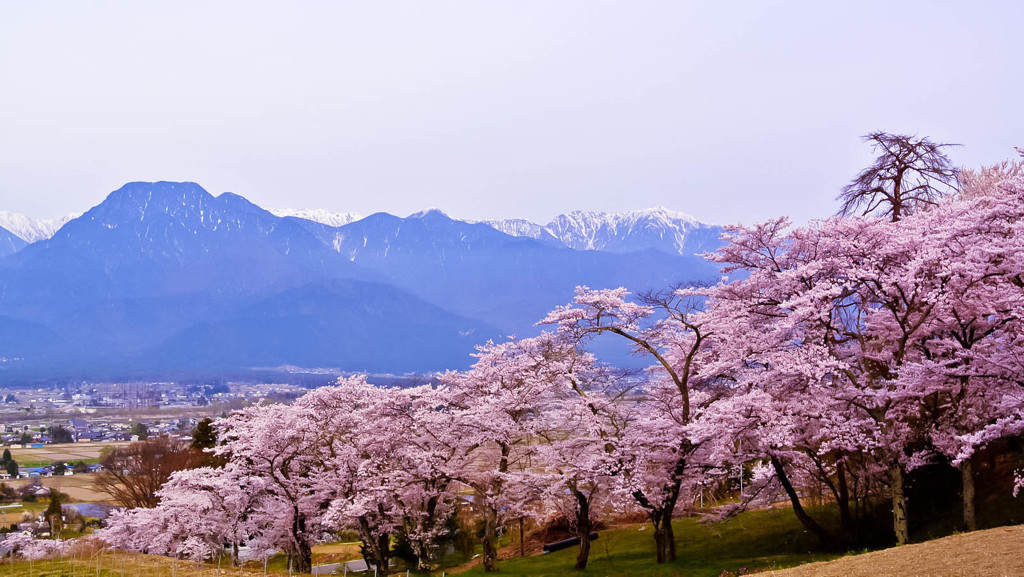 私の町の桜（鵜山桜並木）