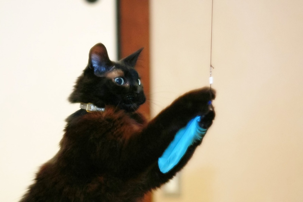 キャッチ!!