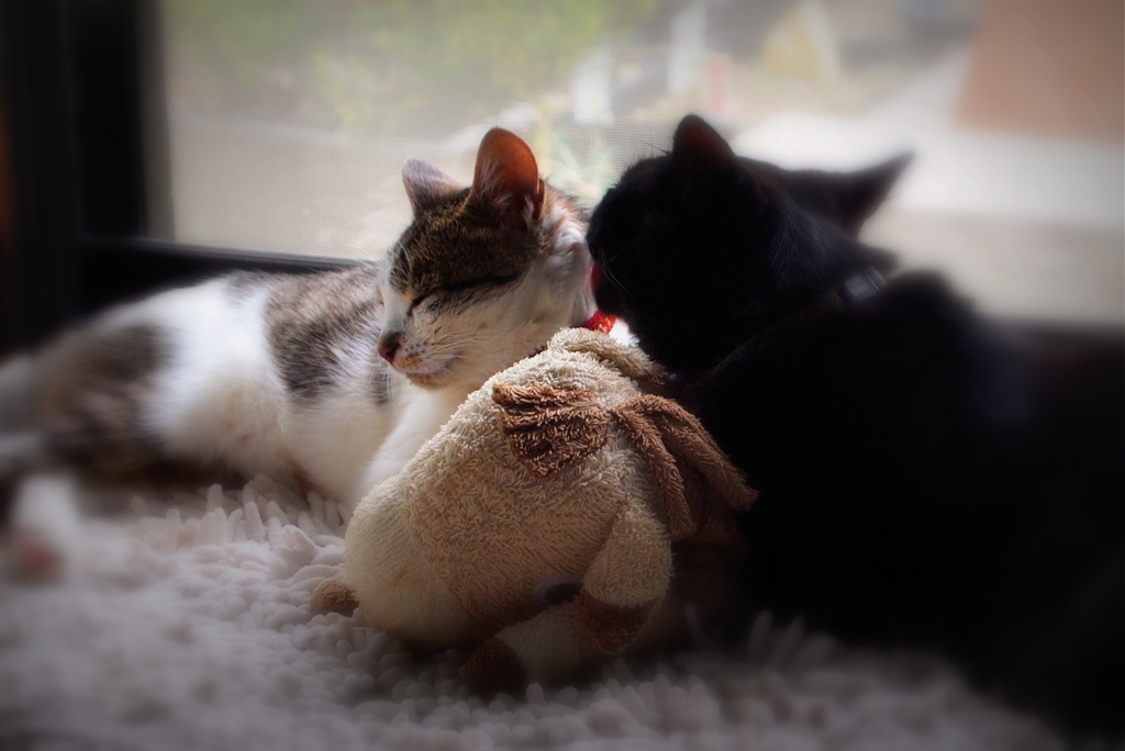 ご機嫌いかが...