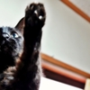猫の日2019 (reo)