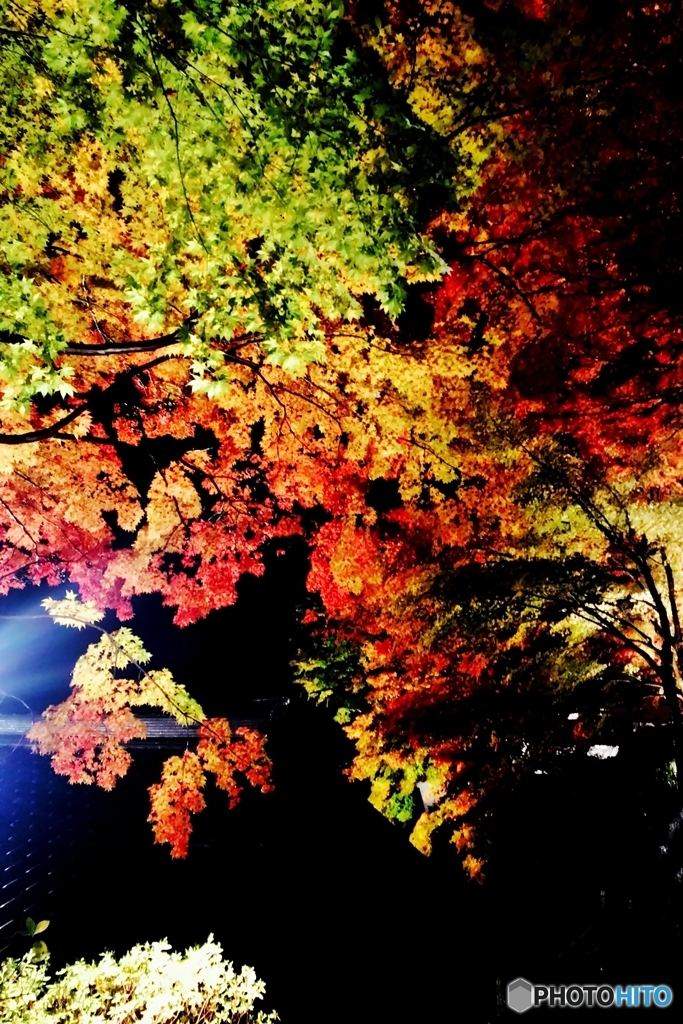 紅葉ライトアップ*