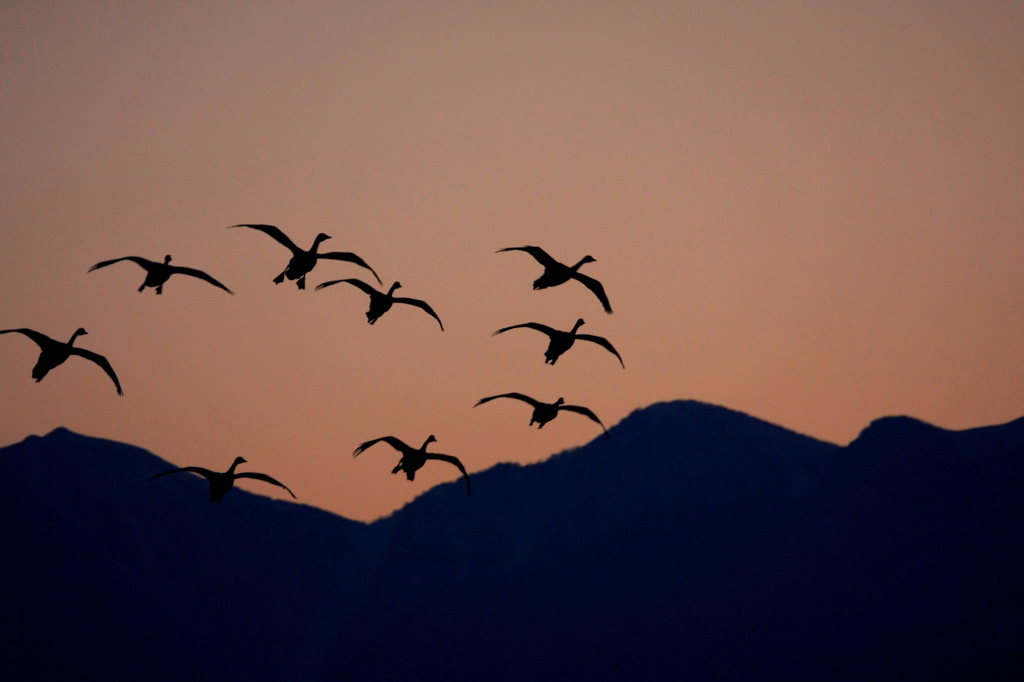 安曇野夕景（白鳥）