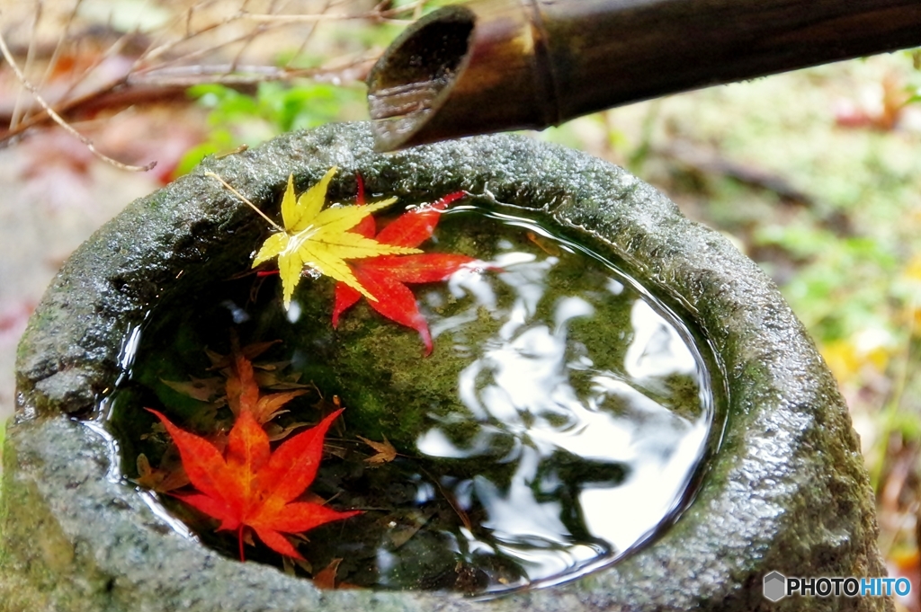 晩秋の庭で