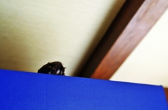 僕は,ココにいるヨ