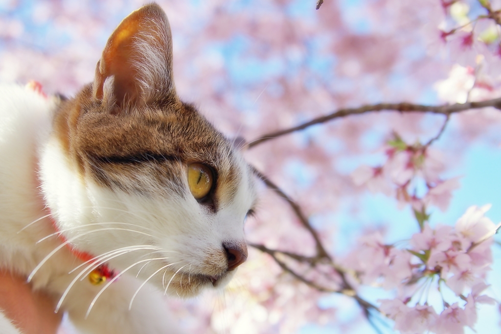 さくらと猫 (goma)