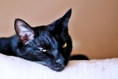 ポワポワン (rai)  ポワポワン (rai)